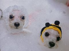 -PETKIT 小佩宠物·低压洗护·美容·寄养(安远店)