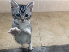 -翊宠yipet猫狗购宠庄园犬舍•猫舍