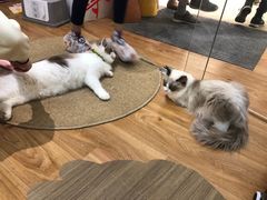 -COLOR PETS 撸猫馆·购猫·猫咖(长风大悦城店)