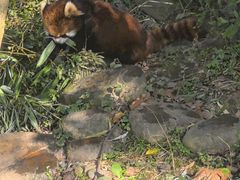 -都江堰中华大熊猫苑