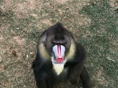 -西霞口神雕山野生动物世界