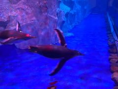 -芜湖新华联大白鲸海洋公园