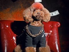 -超宠爱宠物摄影-Super pet