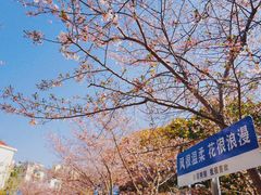 -高东镇樱花园