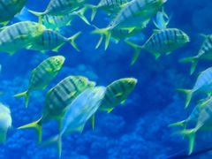 -海合安青岛极地海洋公园