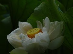 -黄兴公园