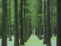 -渌洋湖湿地公园