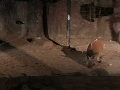 -清迈夜间动物园