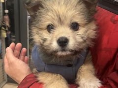 -艾贝尔宠物医院·狂犬免疫点(江山金象城店)