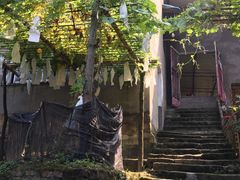 -南山植物园