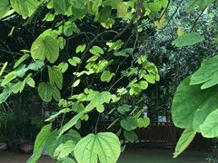 -北京呀路古热带植物园