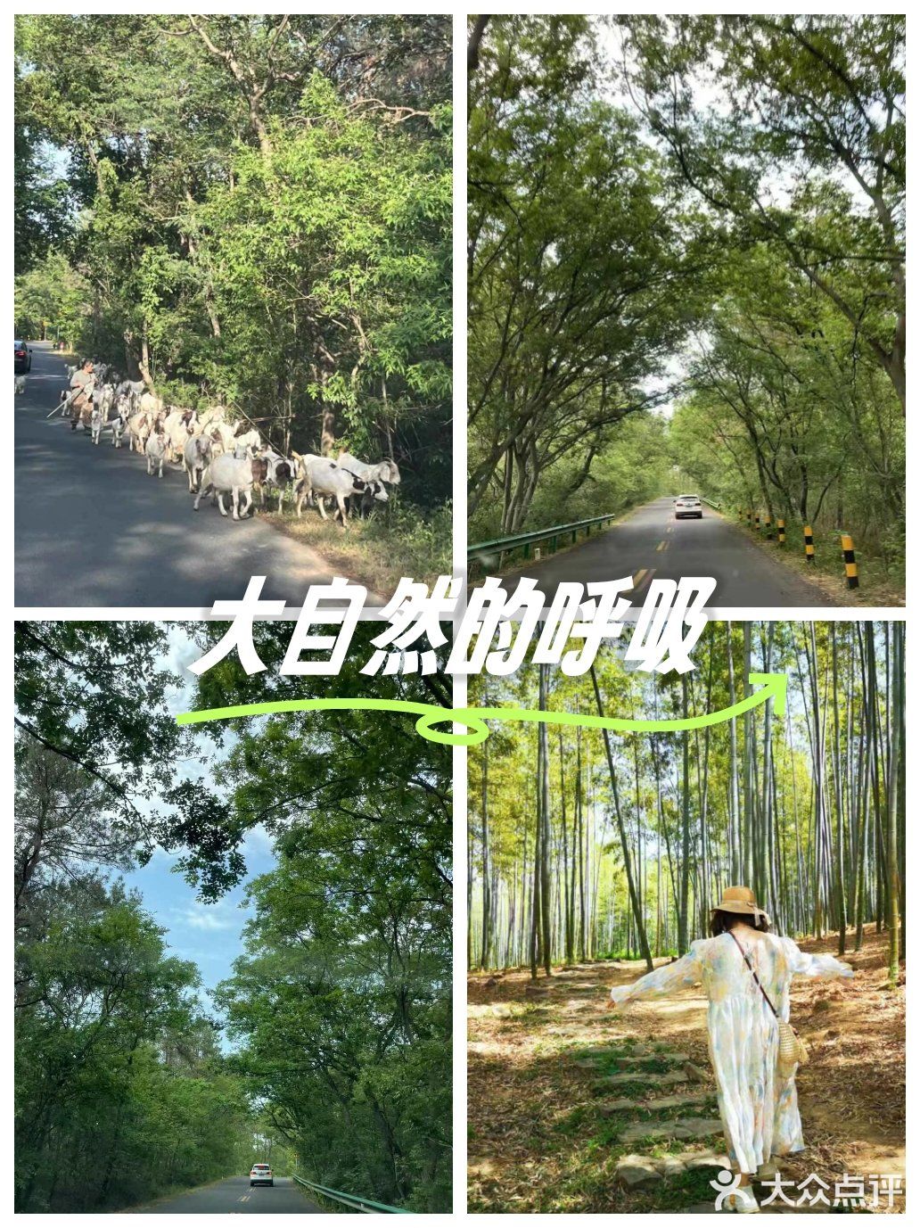 悠闲步伐，林中漫游