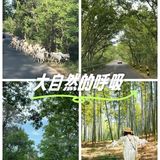 悠闲步伐，林中漫游