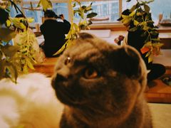 -猫色咖啡·猫咖