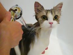 -momokira米努特·德文卷毛猫·棉花面纱犬