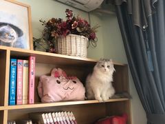 -MOYOYO猫咪咖啡店
