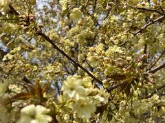 -古柏渡丰乐樱花园