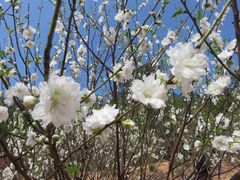 -南国桃园旅游度假区