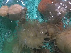 -渔傅·蓝海岸霞浦海鲜(正祥店)
