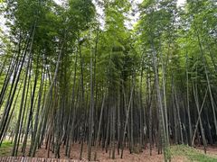 -同里国家湿地公园
