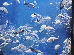 -海合安青岛极地海洋公园