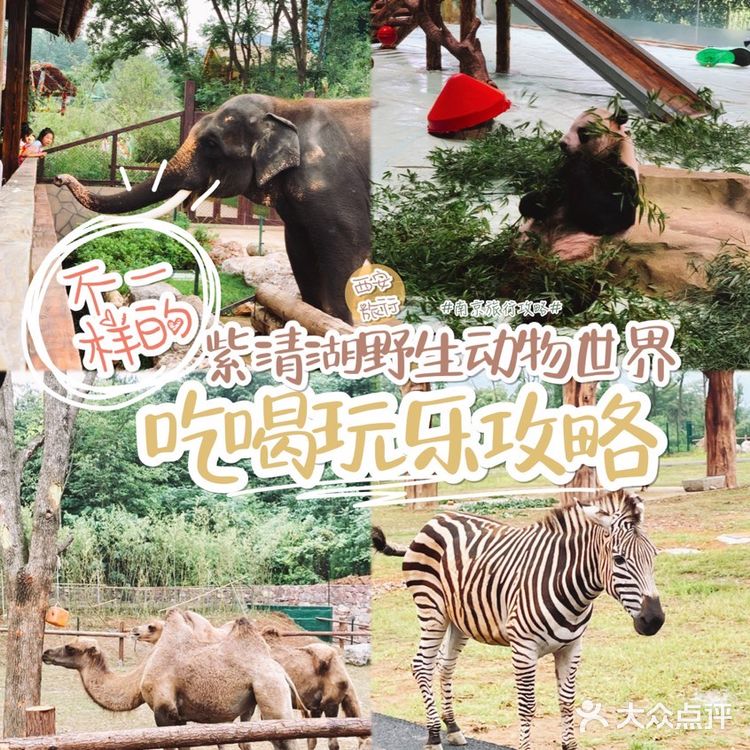 南京紫清湖野生动物世界💕出炉新攻略！超全！