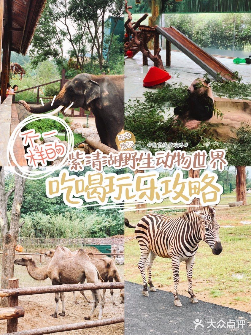 南京紫清湖野生动物世界💕出炉新攻略！超全！