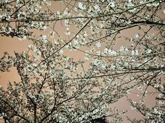 -高东镇樱花园