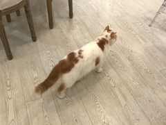 -共舞时光猫咖·狗咖(新街口店)