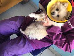 -瑞派福兴宠物医院犬猫全科·骨科·中西医结合(河东店)