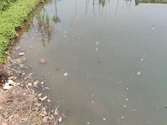 -海鸥岛河景湖大排档