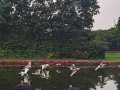 -广州长隆飞鸟乐园