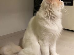 -平行世界·猫咖(首经贸店)