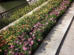 -南汇桃花村