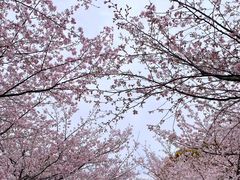 -高东镇樱花园