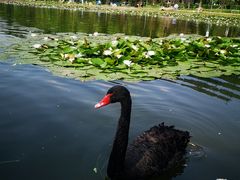 -长春市南湖公园