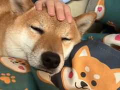 -柴犬高等学院·狗咖·柴犬售卖·宠物训练