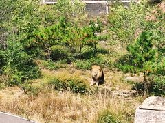 -大青山野生动物园