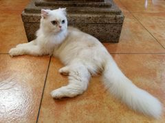 猫-more than meow吴止猫主题餐厅(承德 中船汇店)