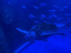 -太平洋海底世界