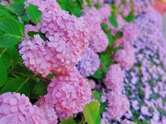 -上海滨江森林公园