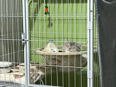 -lincat·猫舍(广州店)