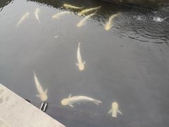 -特种渔场