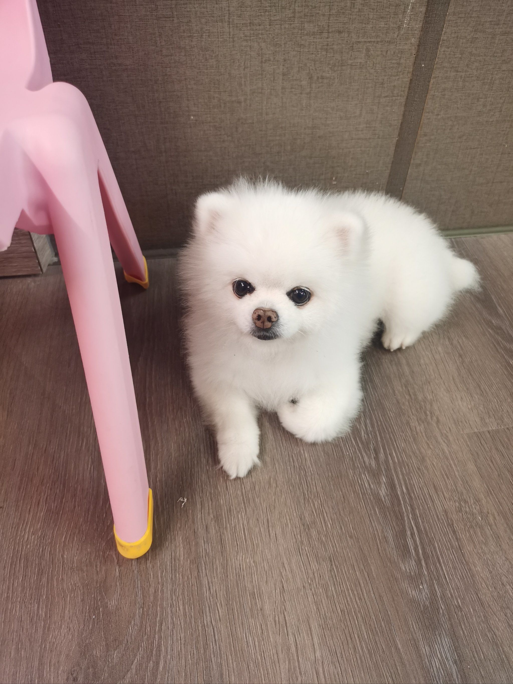 小毛孩可爱的不像话