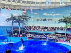 -海合安成都极地海洋公园