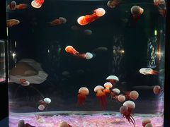 -欢乐海岸海洋奇梦馆