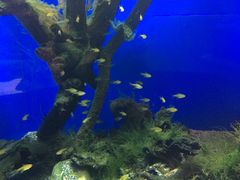 -瑞普利水族馆