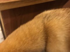 -柯斗斗主题餐厅·狗咖·围炉煮茶·茶饮(国瑞升平里店)