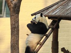 -石家庄市动物园