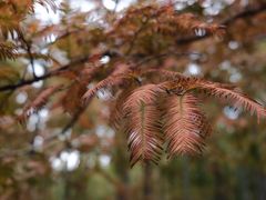 -黄海国家森林公园
